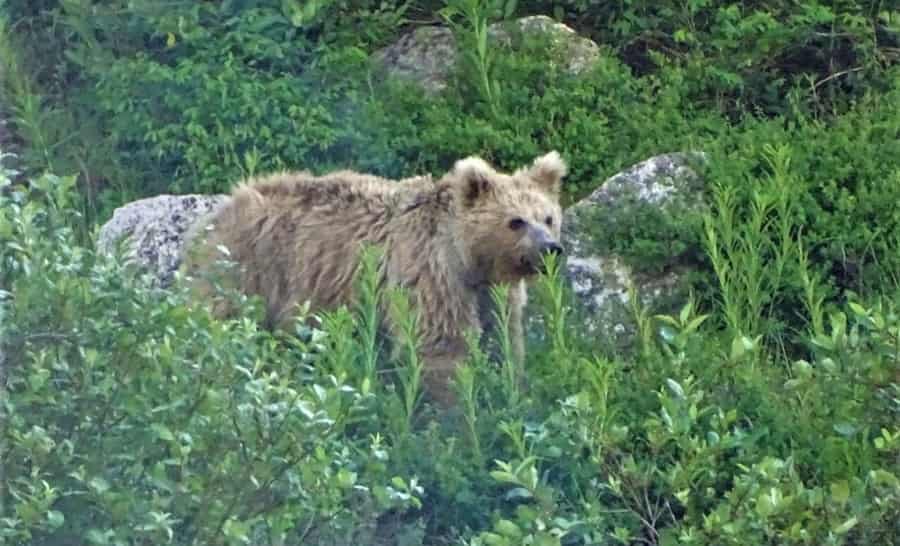 Gangotri National Park